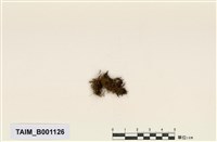 藏品(絲瓜苔)的圖片